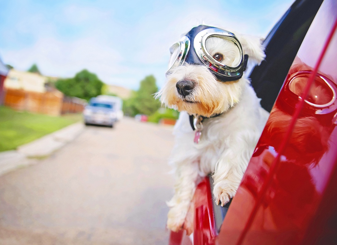 Personal Insurance - Small White Dog With Goggles Riding in a Red Car While Sticking its Head Out the Window